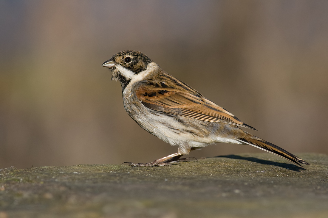 Reed Bunting 1 